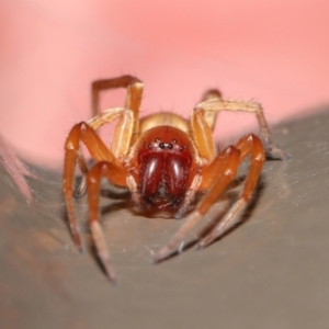 Clubiona sp. (genus) at Acton, ACT - 14 Feb 2021