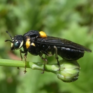 Perga sp. (genus) at Jacka, ACT - 19 Dec 2020