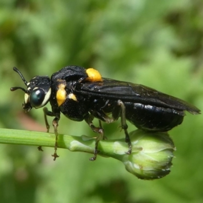 Pergagrapta bicolor (A sawfly) at Jacka, ACT - 19 Dec 2020 by HarveyPerkins
