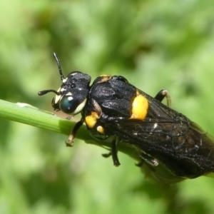 Perga sp. (genus) at Jacka, ACT - 19 Dec 2020