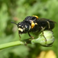 Perga sp. (genus) at Jacka, ACT - 19 Dec 2020