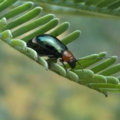 Adoxia benallae (Leaf beetle) at Jacka, ACT - 19 Dec 2020 by HarveyPerkins