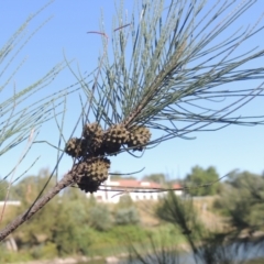 Casuarina cunninghamiana subsp. cunninghamiana (River She-Oak, River Oak) at Cotter Reserve - 20 Jan 2021 by michaelb