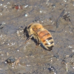 Apis mellifera (European honey bee) at Cotter Reserve - 20 Jan 2021 by michaelb