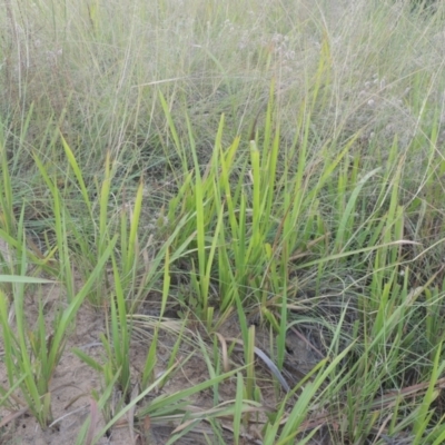 Imperata cylindrica (Blady Grass) at Greenway, ACT - 31 Jan 2021 by MichaelBedingfield