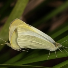 Pieris rapae (Cabbage White) at Dunlop, ACT - 17 Feb 2021 by kasiaaus