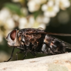 Rutiliini (tribe) (A bristle fly) at Dunlop, ACT - 17 Feb 2021 by kasiaaus