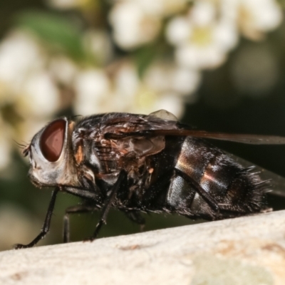 Rutiliini (tribe) (A bristle fly) at Dunlop, ACT - 17 Feb 2021 by kasiaaus