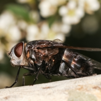 Unidentified Bristle Fly (Tachinidae) at Dunlop, ACT - 17 Feb 2021 by kasiaaus