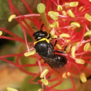 Hylaeus (Gnathoprosopis) amiculinus at Dunlop, ACT - 17 Feb 2021 02:41 PM