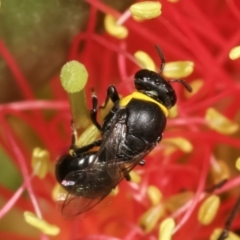 Hylaeus (Gnathoprosopis) amiculinus at Dunlop, ACT - 17 Feb 2021 02:41 PM