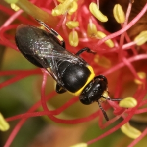 Hylaeus (Gnathoprosopis) amiculinus at Dunlop, ACT - 17 Feb 2021 02:41 PM