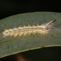 Uraba lugens (Gumleaf Skeletonizer) at Dunlop, ACT - 17 Feb 2021 by kasiaaus