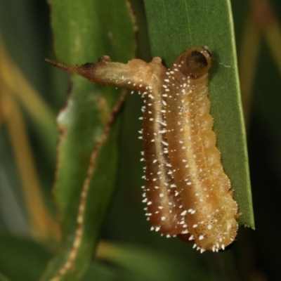 Pergidae sp. (family) (Unidentified Sawfly) at Dunlop, ACT - 17 Feb 2021 by kasiaaus