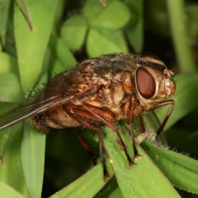 Rutilia sp. (genus) (A Rutilia bristle fly, subgenus unknown) at Dunlop, ACT - 17 Feb 2021 by kasiaaus