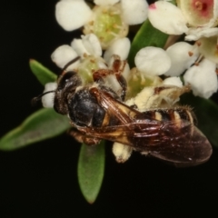 Lasioglossum (Chilalictus) bicingulatum (Halictid Bee) at Dunlop, ACT - 17 Feb 2021 by kasiaaus