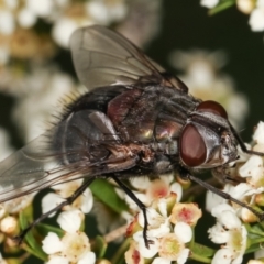 Rutilia sp. (genus) (A Rutilia bristle fly, subgenus unknown) at Dunlop, ACT - 17 Feb 2021 by kasiaaus