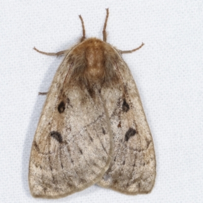 Anthela ocellata (Eyespot Anthelid moth) at Melba, ACT - 17 Feb 2021 by kasiaaus