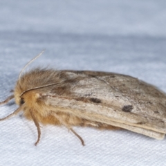 Anthela ocellata at Melba, ACT - 17 Feb 2021