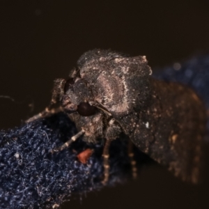 Proteuxoa provisional species 1 at Melba, ACT - 17 Feb 2021