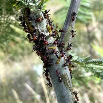 Iridomyrmex purpureus (Meat Ant) at Jerrabomberra, NSW - 18 Feb 2021 by Wandiyali