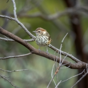 Pyrrholaemus sagittatus at Majura, ACT - 18 Feb 2021