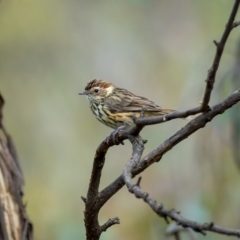 Pyrrholaemus sagittatus at Majura, ACT - 18 Feb 2021 04:04 PM