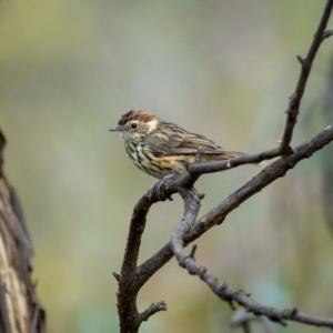 Pyrrholaemus sagittatus at Majura, ACT - 18 Feb 2021