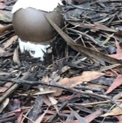 Unidentified Fungus, Moss, Liverwort, etc at Barrengarry, NSW - 18 Feb 2021 by Snowflake