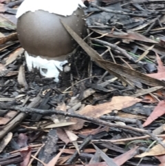 Unidentified Fungus, Moss, Liverwort, etc (TBC) at Wingecarribee Local Government Area - 18 Feb 2021 by Snowflake