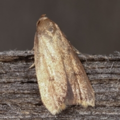 Oecophoridae (family) (Unidentified Oecophorid concealer moth) at Melba, ACT - 17 Feb 2021 by kasiaaus