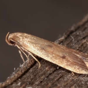 Oecophoridae (family) at Melba, ACT - 18 Feb 2021