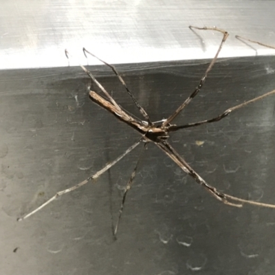Asianopis subrufa (Rufous net casting spider) at Lyneham, ACT - 19 Feb 2021 by MattFox
