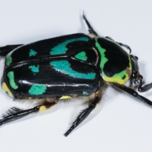 Chlorobapta frontalis at Cook, ACT - 18 Feb 2021