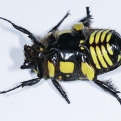 Chlorobapta frontalis at Cook, ACT - 18 Feb 2021