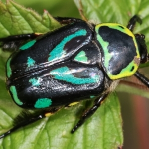 Chlorobapta frontalis at Cook, ACT - 18 Feb 2021