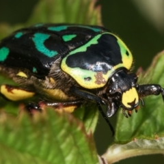 Chlorobapta frontalis at Cook, ACT - 18 Feb 2021