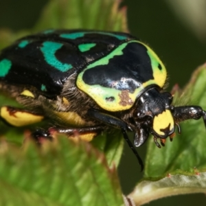 Chlorobapta frontalis at Cook, ACT - 18 Feb 2021