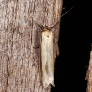 Palimmeces pseudomorpha at Melba, ACT - 18 Feb 2021 12:07 AM