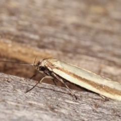 Palimmeces pseudomorpha at Melba, ACT - 18 Feb 2021 12:07 AM