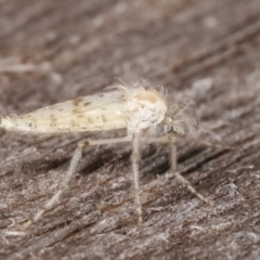Chaoborus ornatipennis (Phantom midge) at Melba, ACT - 18 Feb 2021 by kasiaaus