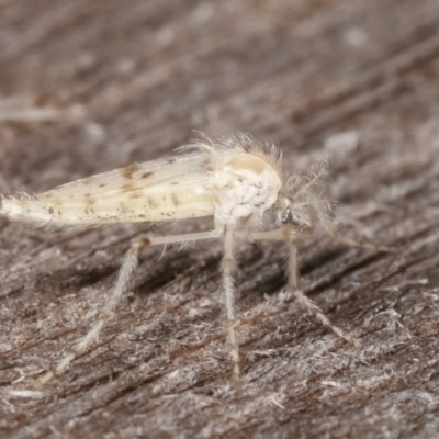 Nematocera sp. (suborder) (Unidentified 'nematoceran' fly) at Melba, ACT - 17 Feb 2021 by kasiaaus