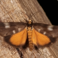 Anestia (genus) (A tiger moth) at Melba, ACT - 17 Feb 2021 by kasiaaus