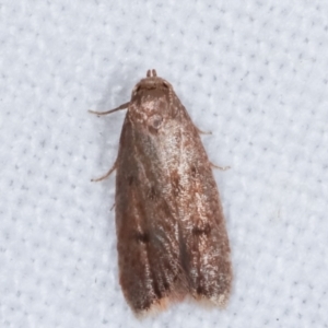 Tachystola acroxantha at Melba, ACT - 18 Feb 2021