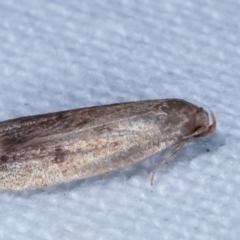 Tachystola acroxantha at Melba, ACT - 18 Feb 2021 01:10 AM