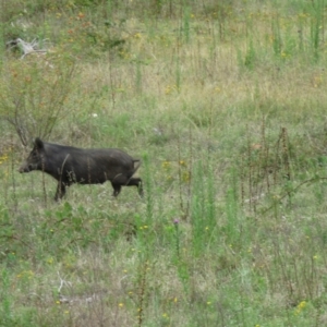 Sus scrofa at Paddys River, ACT - suppressed