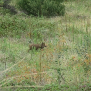 Sus scrofa at Paddys River, ACT - suppressed