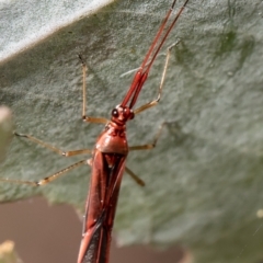 Rayieria acaciae (Acacia-spotting bug) at Latham, ACT - 18 Feb 2021 by Roger