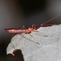 Rayieria acaciae at Latham, ACT - 18 Feb 2021