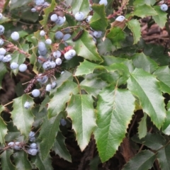 Berberis aquifolium (Oregon Grape) at Cotter Reserve - 18 Feb 2021 by SandraH